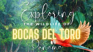 Exploring Bocas del Toros Breathtaking Wildlife [upl. by Stephan]