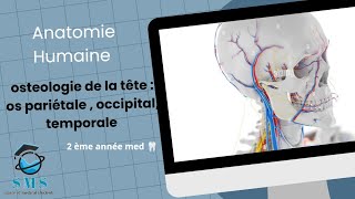 cours dosteologie de la têteos pariétale occipitaltemporale  module danatomie humaine [upl. by Burroughs]