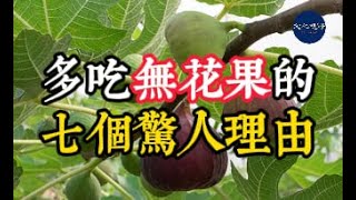 【健康】多吃無花果的七個驚人理由【文化視野】 [upl. by Otrebron125]