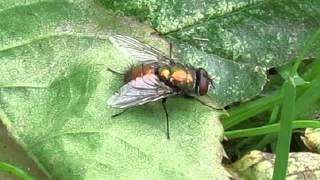 Green Bottle Fly [upl. by Fagin]