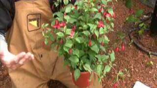 Tips to keep your Fuchsia blooming [upl. by Ahael]