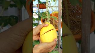 Container garden Growing watermelon from seeds to harvest watermelon v87garden garden shorts [upl. by Notniw]