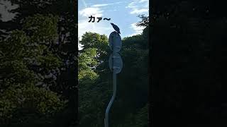 標識⛔の上に止まっているカラスを発見❗神戸サンダー⚡ [upl. by Hterag245]