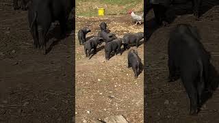 Piglets Little Turds Lol homestead piglets pigs largeblackhogs [upl. by Flora]