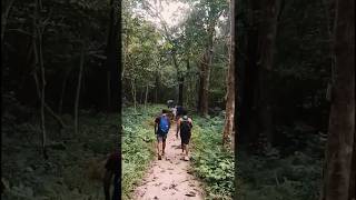 Inside Forest❤ forest youtube youtubeshorts travel shortsfeed trip shorts nature [upl. by Suivatnom]