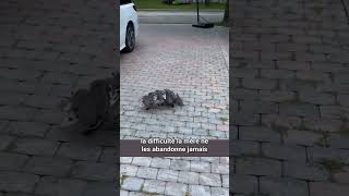 La vie des bébés opossums et leur mère shorts animaux nature [upl. by Aelanna]