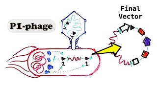 P1 Phage and PAC cloning vector  Pac sites CreloxP and SacB lethality [upl. by Essirehs]