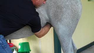 Cleaning the sheath in difficult horses [upl. by Hillman]