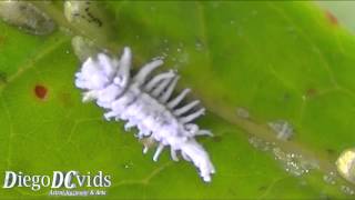 Mealybug species Coccoidea  Pseudococcidae Cochonilha [upl. by Gabe454]