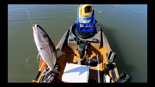 Miami Kayak fishing at Biscayne Bay  Bone Fish Snook Shark Red Fish and Mangrove Snappers [upl. by Thay]