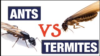 What Do Termites Look like [upl. by Drucie106]