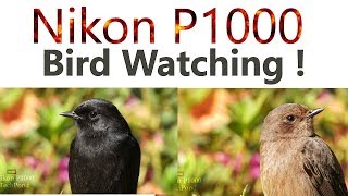 Small Birds Nikon P1000 4K Short film Part II Extreme close up shots of Birds Unedited 4K Videos [upl. by Eissolf]