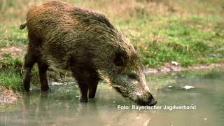 Afrikanische Schweinepest  Bayerischer Jagdverband gibt Entwarnung [upl. by Ardnal]