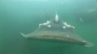 Crazy weird Bowmouth Guitarfish [upl. by Ycrem340]