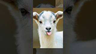 🐐 Meet the Mini Marvels Pygmy Goats and Their Surprising Secrets 🌟 [upl. by Yoho]