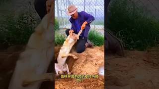 I found a foxHe gets stuck in the hole youtubeshorts viralvideo sort [upl. by Ennaoj]