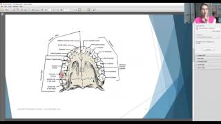 Learning the Tooth Surfaces With Dentalelle Tutoring [upl. by Kung880]