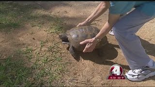 Gopher tortoise returns to Koreshan State Park after illness [upl. by Resiak343]