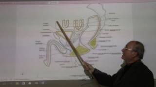 Urinary module 8  Urinary bladder  part 1   by DrWahdan [upl. by Lorrac]