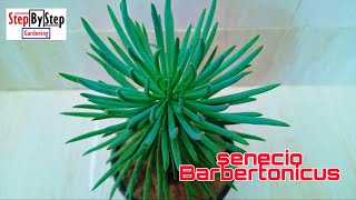 Senecio Barbertonicus plant care and propagationBlue Chalk Stick Senecio care [upl. by Aelhsa]