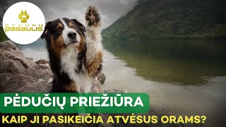 Kaip prižiūrėti augintinio pėdučių odą atšalus orams [upl. by Suivatna]