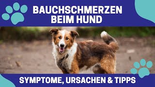 Bauchschmerzen beim Hund 🐕 Symptome Ursachen und Tipps [upl. by Maxentia]