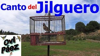 Jilguero quotGuadianaquot cantando reclamo campero [upl. by Arvid]