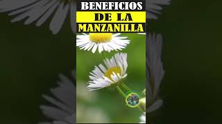 Beneficios de la Manzanilla Propiedades Usos y Cómo Prepararla [upl. by Groark551]