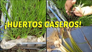 Cultivo de Hortalizas en casa de forma efectiva con materiales recicladosnaturalHuertos DIY [upl. by Euqinue935]