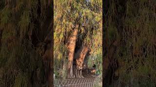 Mexico Oaxaca Santa Maria del Tule  visiting one of the oldest trees in the world oaxaca tule [upl. by Jaqitsch574]