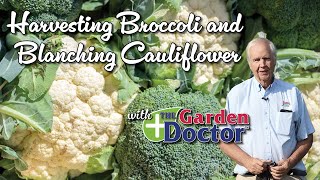 Harvesting Broccoli amp Blanching Cauliflower [upl. by Schertz]