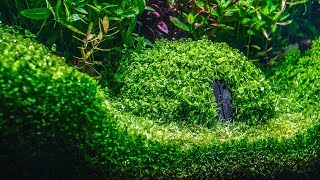 Planted Aquarium  Hobbit House [upl. by Elysee]