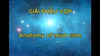 Giải phẫu Vọpanatomy of mud clam nuoitrongthuysan daynghe mudclam annimals hoctap anatomy [upl. by Luiza]