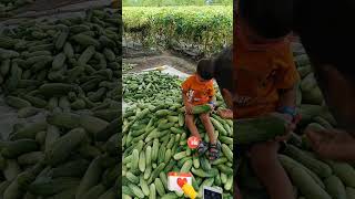 Cucumber harvest farming agriculture agro farm [upl. by Sorkin]