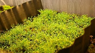 Growing emersed aquarium plants week 5 [upl. by Stafford]