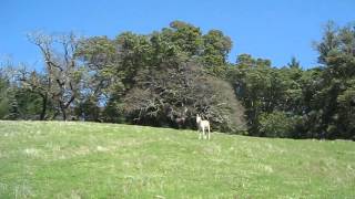 Donkeys Braying [upl. by Chader]