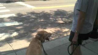 Ralph a Labrador Retriever Learns to Walk in the City [upl. by Elleivad]