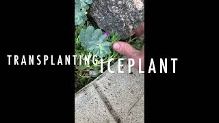 Transplanting Ice Plant Delosperma [upl. by Aenad760]