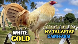 WHITEGOLD  VISIT BIG FARM amp QUALITY GAMEFOWL IN THE PHILIPPINES HV TAGAYTAY GAMEFARM [upl. by Arol]