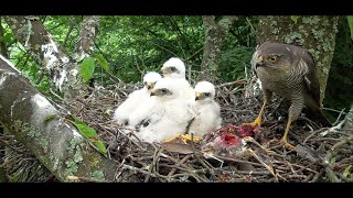 Sparrowhawk nest  from egg to first flight  ハイタカの巣  새매 [upl. by Marius]