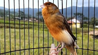 VOZ CLARA 25 Canário Belga cantando para Treinar Canários Jovens e Silenciosos a Cantar Diretamente [upl. by Vedetta]