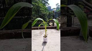 How to propagate Canna Lily plant🌱🌱 Gardening tips☘️ Youtube shorts 🌿Israts Garden 🌿🌿 [upl. by Frasier]