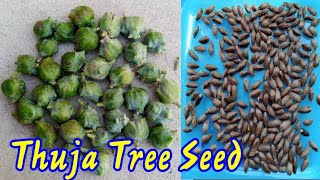 Thuja Tree Seed Collect  Morpankhi Tree  Vidya [upl. by Howe304]