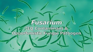 Fusarium  IEQ Contaminant and Opportunistic Pathogen [upl. by Ahsanat4]