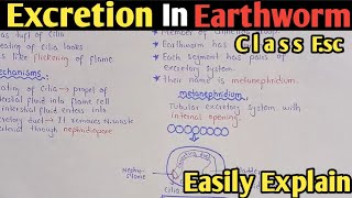 Excretion in earthworm  Metanephridium  Class 12 Biology [upl. by Bena49]