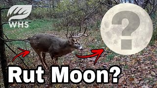 2024 Whitetail Rut Moon Forecast [upl. by Aowda]