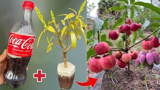 Its amazing to use this method to propagate mango trees with apples 100 successful [upl. by Sherman]