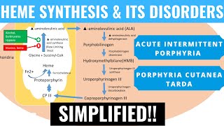 Heme Synthesis and its Disorders Acute Intermittent Porphyria Porphyria Cutanea Tarda  Panmedicad [upl. by Licht512]