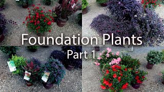 Lots of Foundation Plants  Part 1 [upl. by Arika]