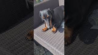 what do you think 🐾❤️ wholesome dog cutedog cute doglover daschund teckel love happy [upl. by Ise]